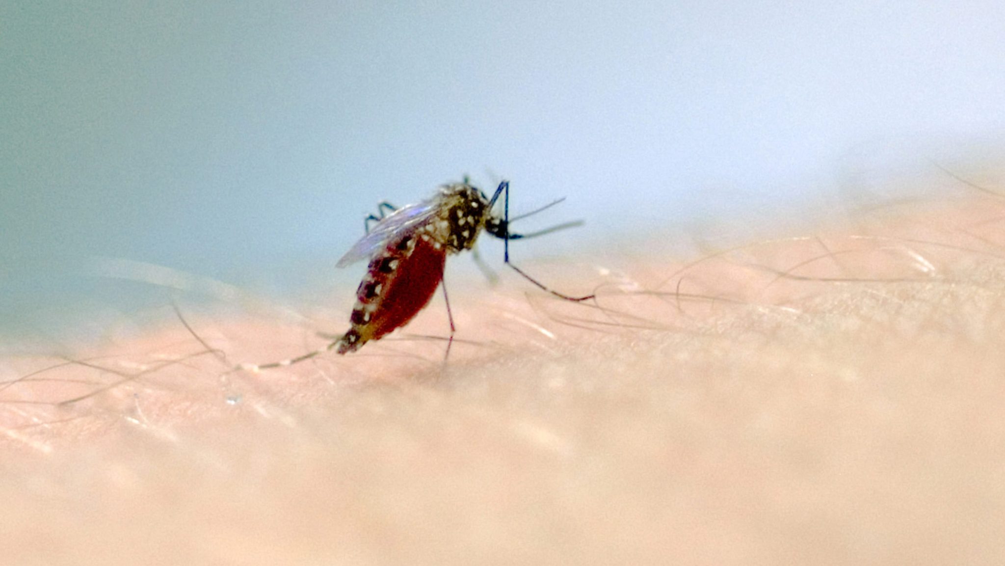 Taubaté confirma quarta morte por dengue em 2026; vítima tinha 21 anos e comorbidades