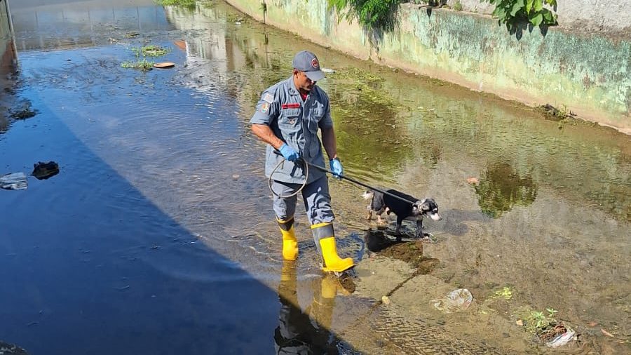 Cão idoso e com deficiência visual é resgatado de canal pelos bombeiros em São Sebastião