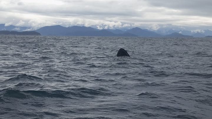 Buscas por casal desaparecido em Ilhabela entram no terceiro dia