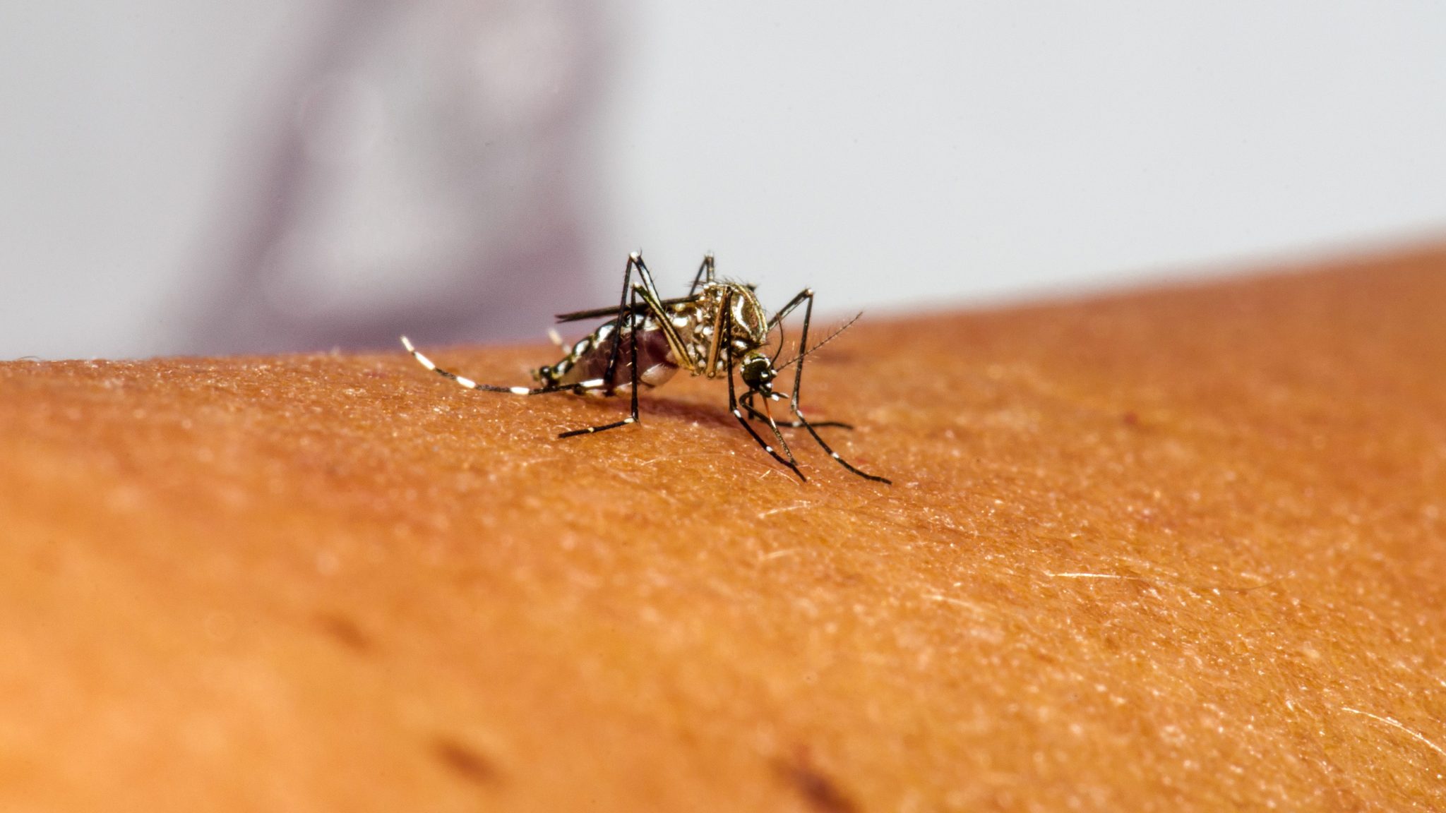 Taubaté confirma sexta morte por dengue em 2026; vítima era idosa de 84 anos