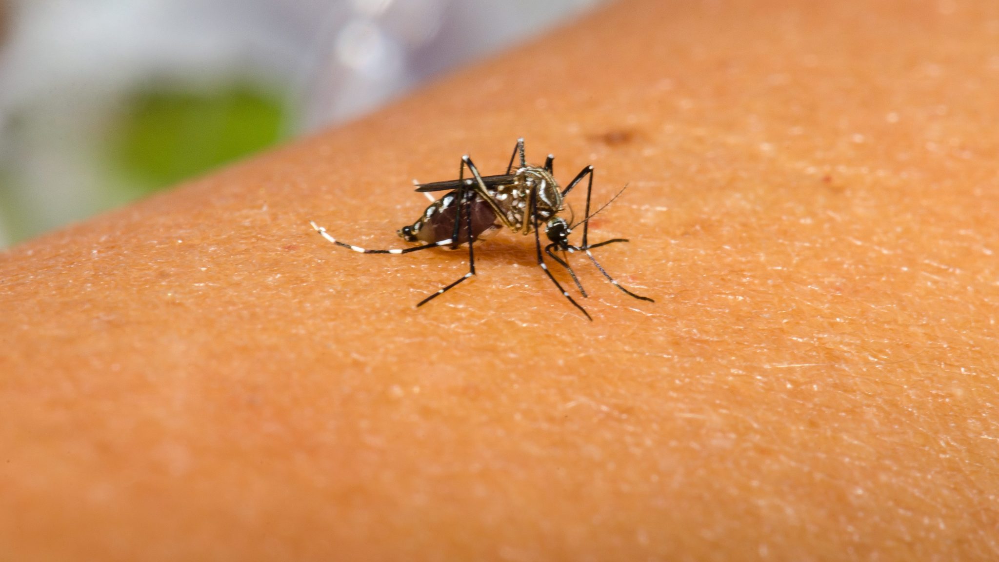 Taubaté confirma segunda morte por dengue em 2026; vítima é adolescente de 13 anos