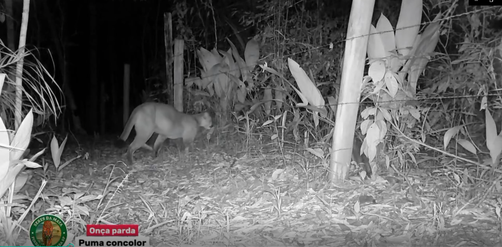 Morador de Pinda monitora fauna e grava onça-parda, gato-mourisco e outros animais silvestres
