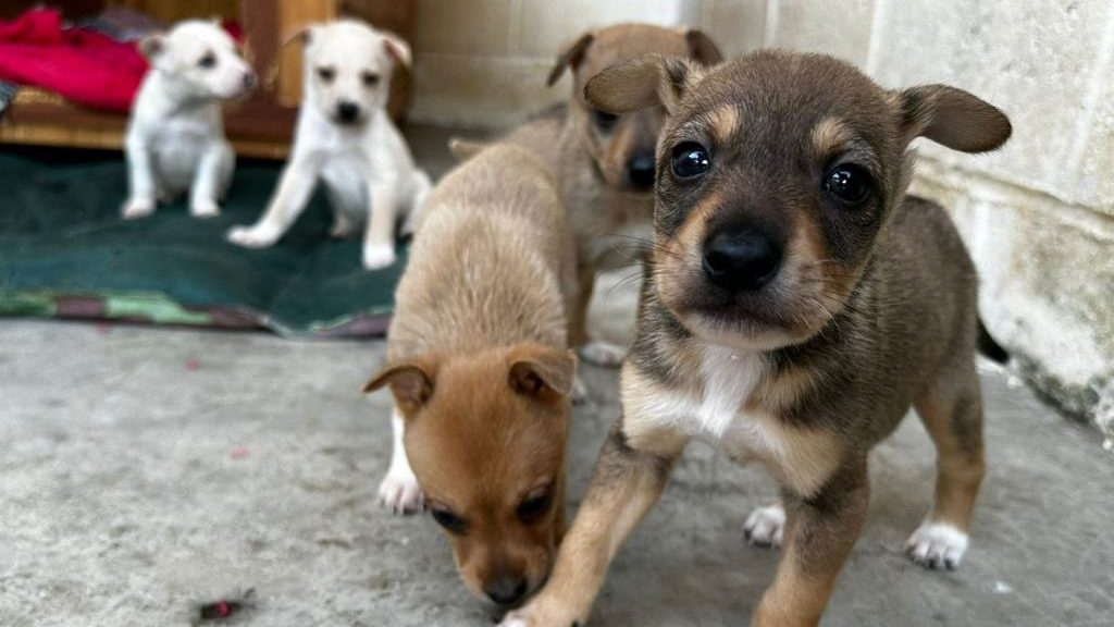 Taubaté lança programa de adoção responsável e bem-estar animal