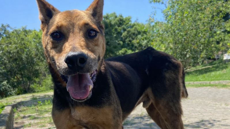 Taubaté lança portal para incentivar adoção de pets e reúne mais de 120 animais à espera de um lar
