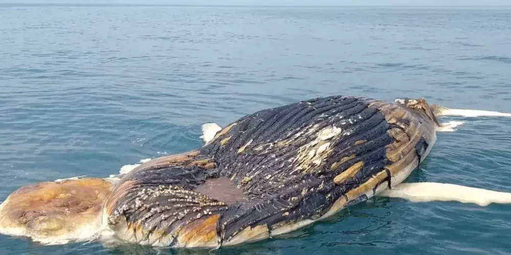 Baleia é encontrada morta em São Sebastião.