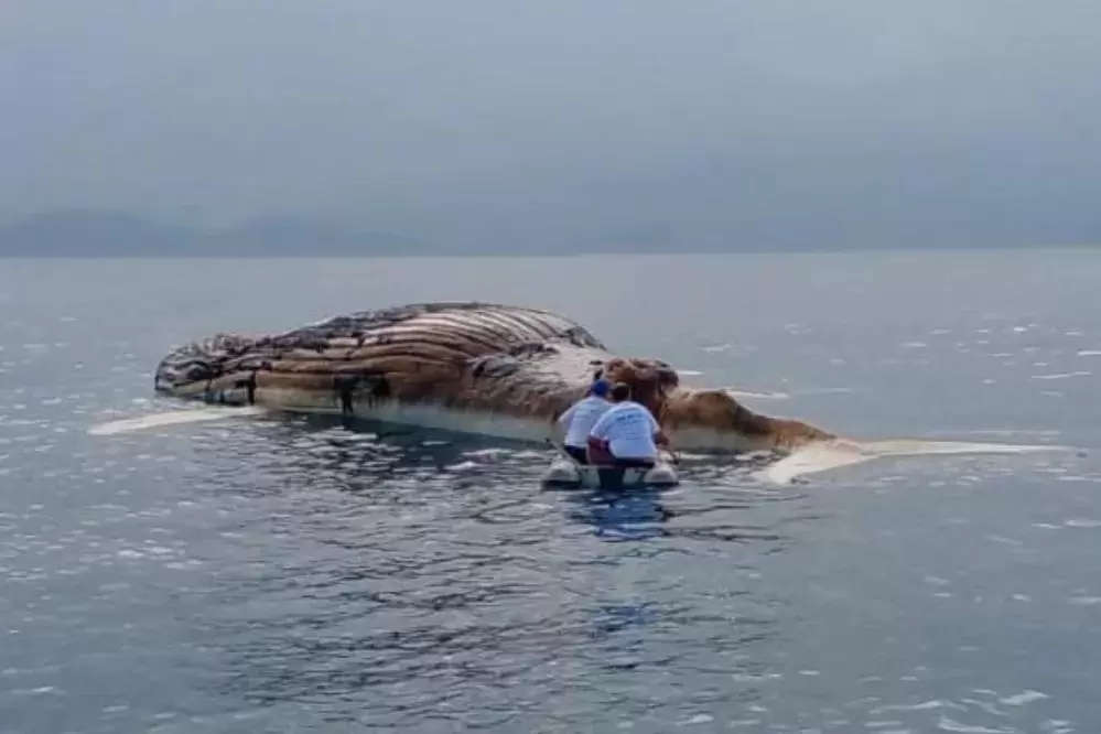 Resgate da baleia-jubarte, em São Sebastião, na última terça-feira.