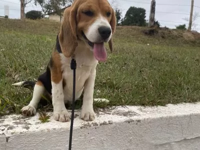 Filhote de beagle branco malhado em tons de marrom e preto. Ele está sentado sobre um gramado e com a língua para fora. Ele é um dos filhotes do Mr. Beagles, um dos canis em SJC.