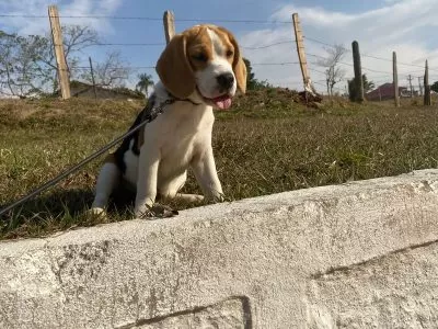Filhote de beagle branco malhado em tons de marrom e preto. Ele está sentado sobre um gramado e com a língua para fora. Ele é um dos filhotes do Mr. Beagles, um dos canis em SJC.