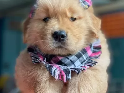 Filhote de Golden Retriever bege com dois laços xadrez de preto e rosa na cabeça e bandana no pescoço com mesmo padrão. Esse é um dos filhotes do Golden Lovely Buddy, um dos canis em SJC.