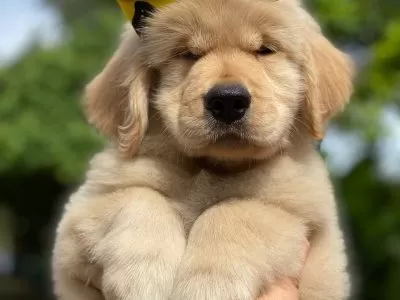 Filhote de Golden Retriever bege com lacinho amarelo com preto na cabeça. Esse é um dos filhotes do Golden Lovely Buddy, um dos canis em SJC.