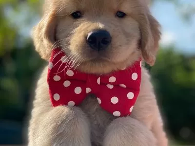 Filhote de Golden Retriever bege com gravata borboleta vermelha com bolinhas brancas. Esse é um dos filhotes do Golden Lovely Buddy, um dos canis em SJC.