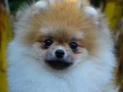 Filhote de Spitz alemão caramelo com branco. Esse é um dos filhotes do Íris Azul, um dos canis em SJC.