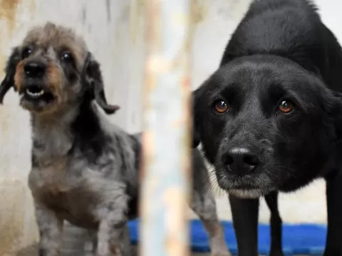Foto mostra dois cachorros abandonados, ilustrando a matéria sobre a Lei 10.41821, de São José dos Campos, que institui uma campanha contra o abandono de animais, Dezembro Verde.