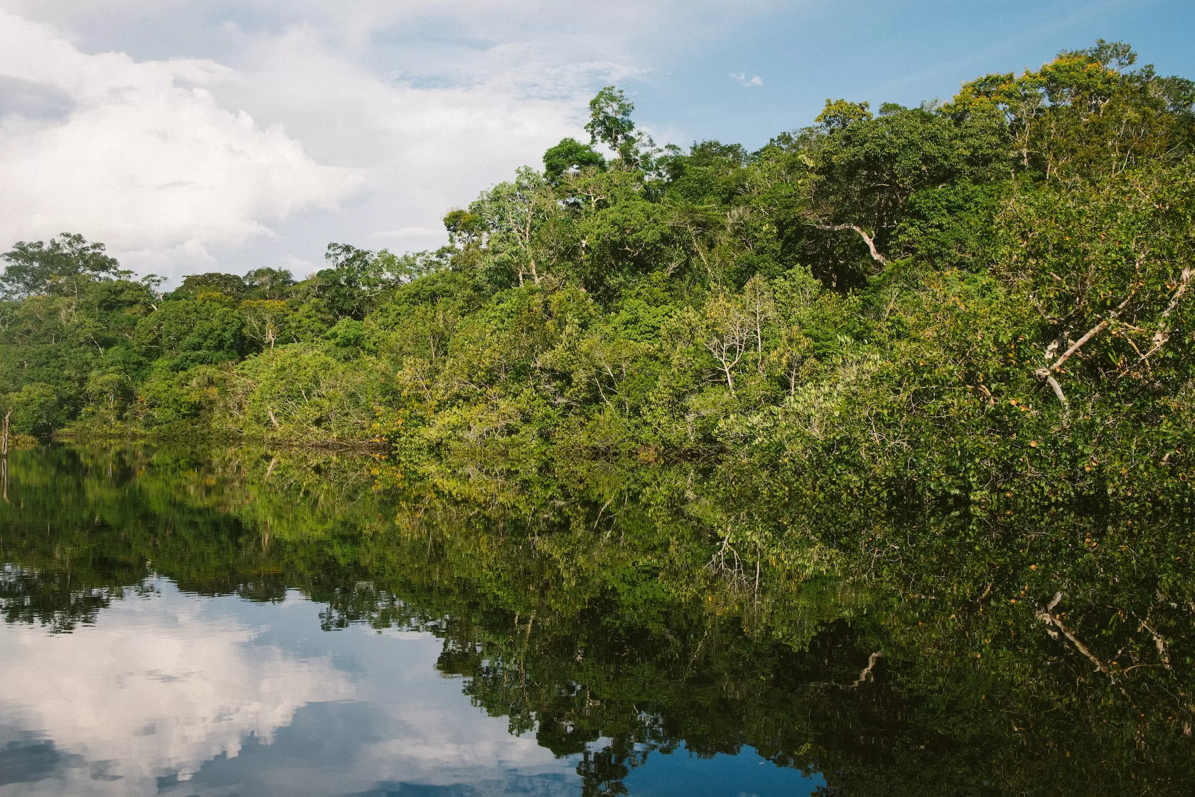 Rio Amazonas e vista da vegetação local na margem