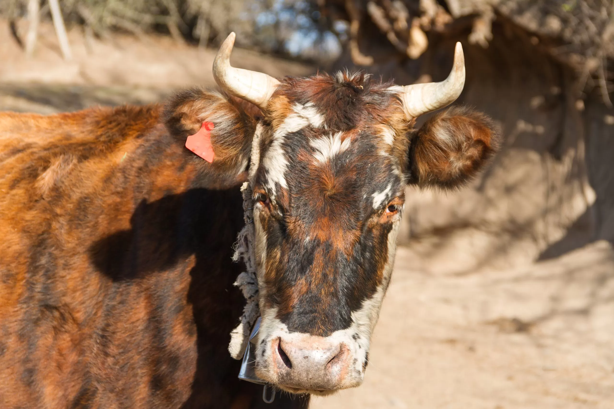 imagem de uma vaca; foto ilustra matéria sobre caso de vaca louca que suspendeu a exportação de carne bovina para a China