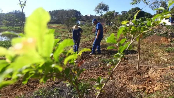 folhas de muda de árvore em destaque e no meio delas, mais atrás, em um espaço descampado e com terra, homens realizam o plantio de árvores em são josé