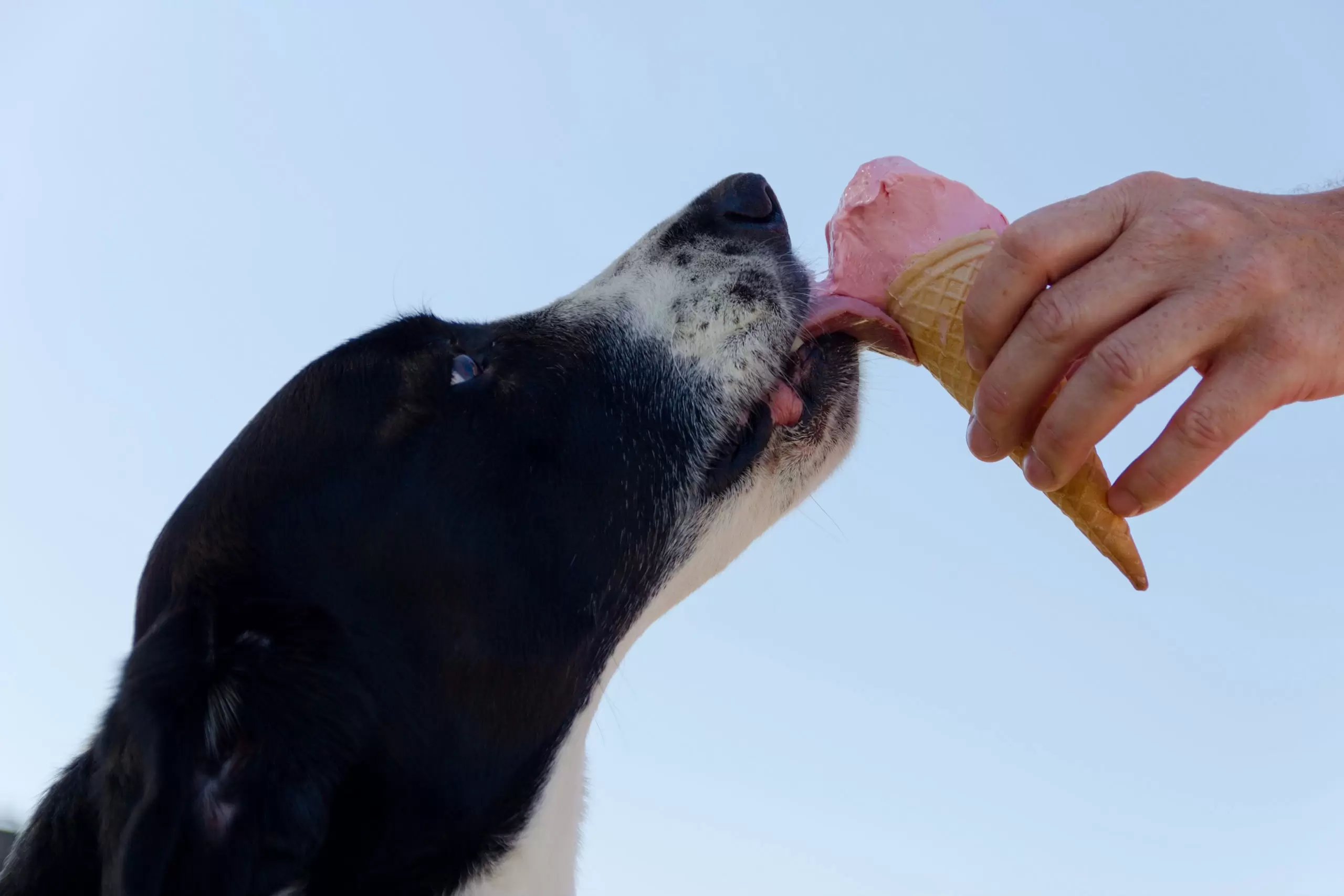 Cachorro tomando sorvete mostra como é importante evitar a obesidade do seus pets