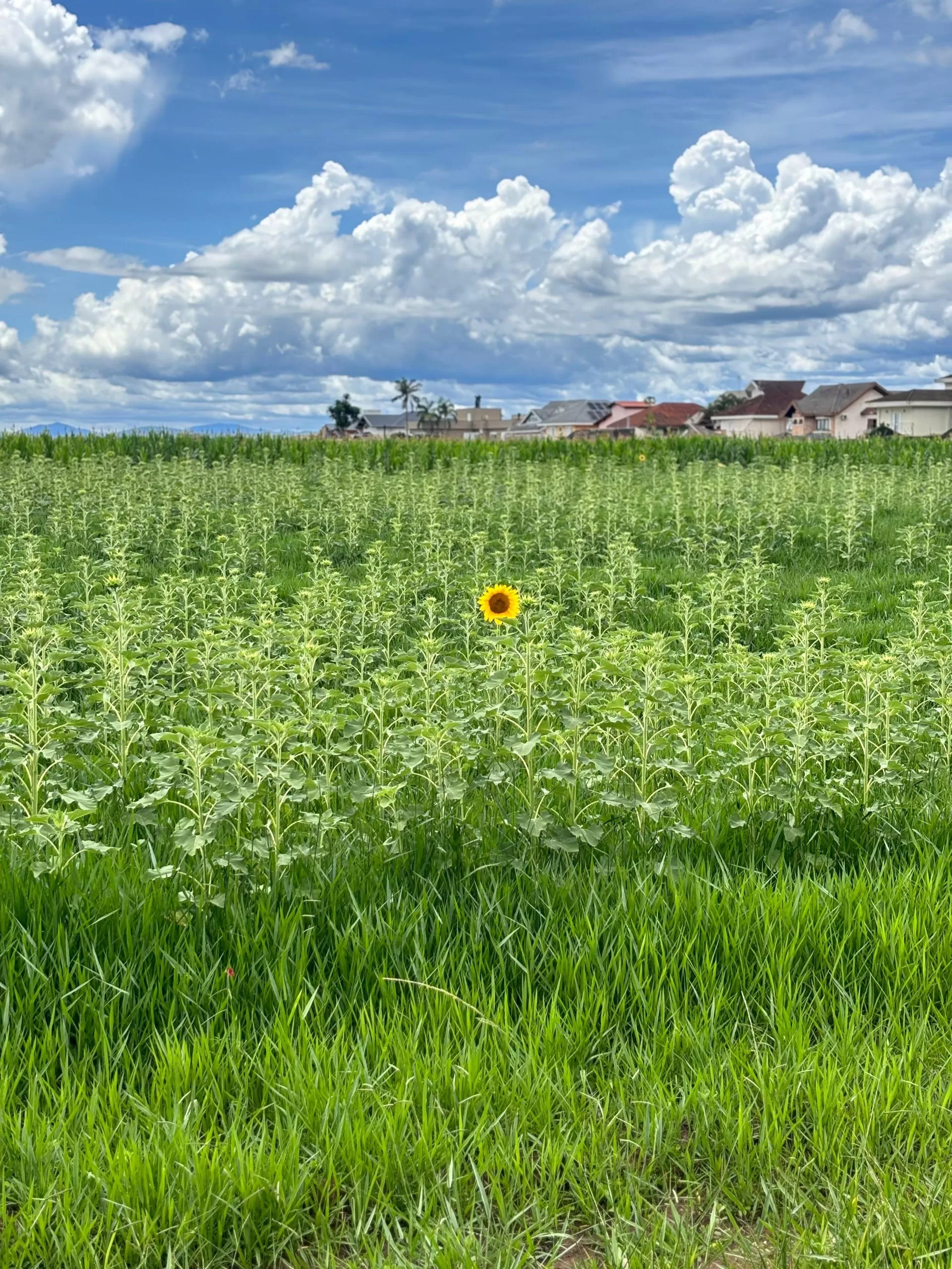 um único girassol no meio do terreno das vaquinahs em dia de céu azul com algumas nuvens; girassóis no terreno das vaquinahs foram plantados no fim do ano passado