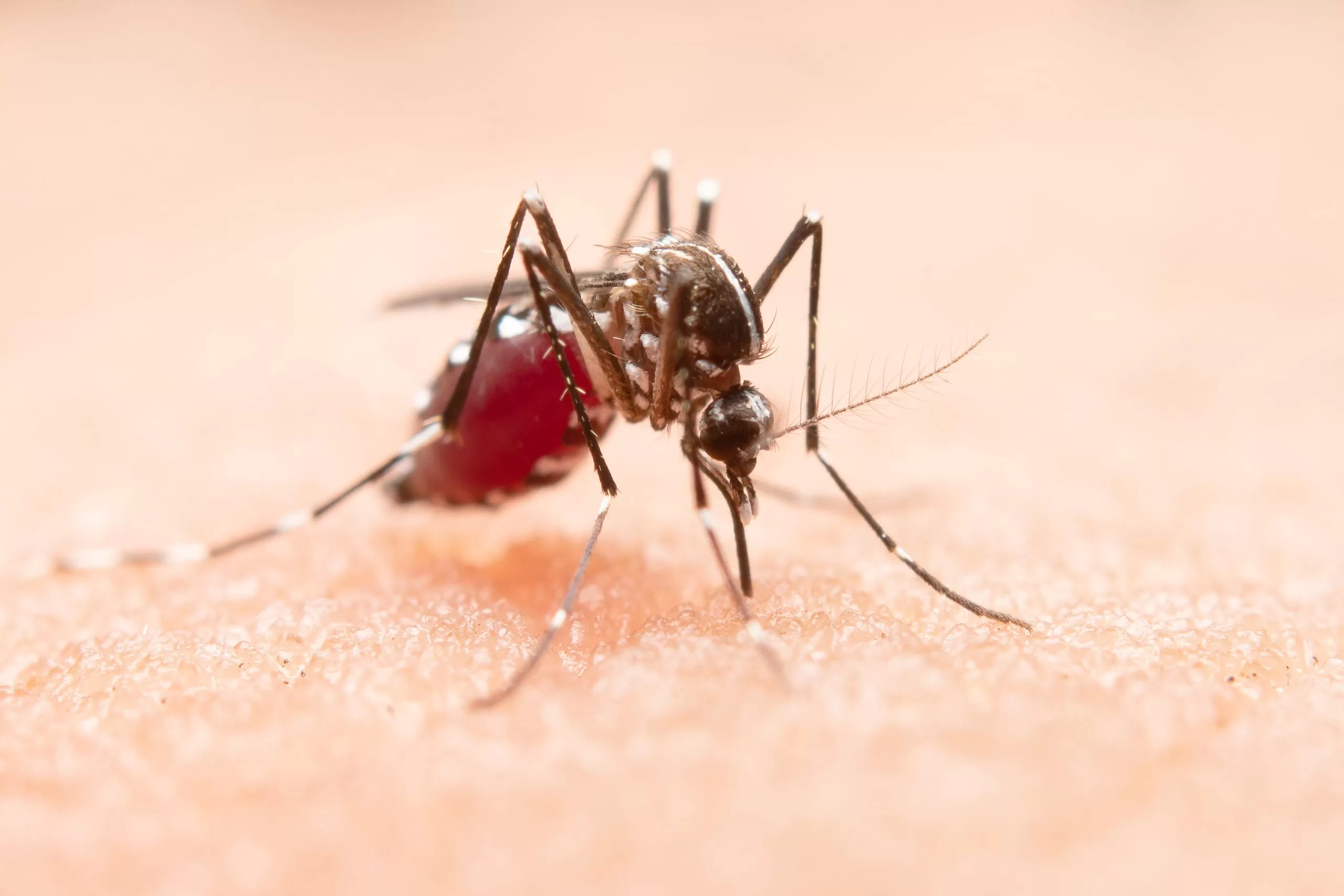 mosquito da dengue em pele humana; foto macro