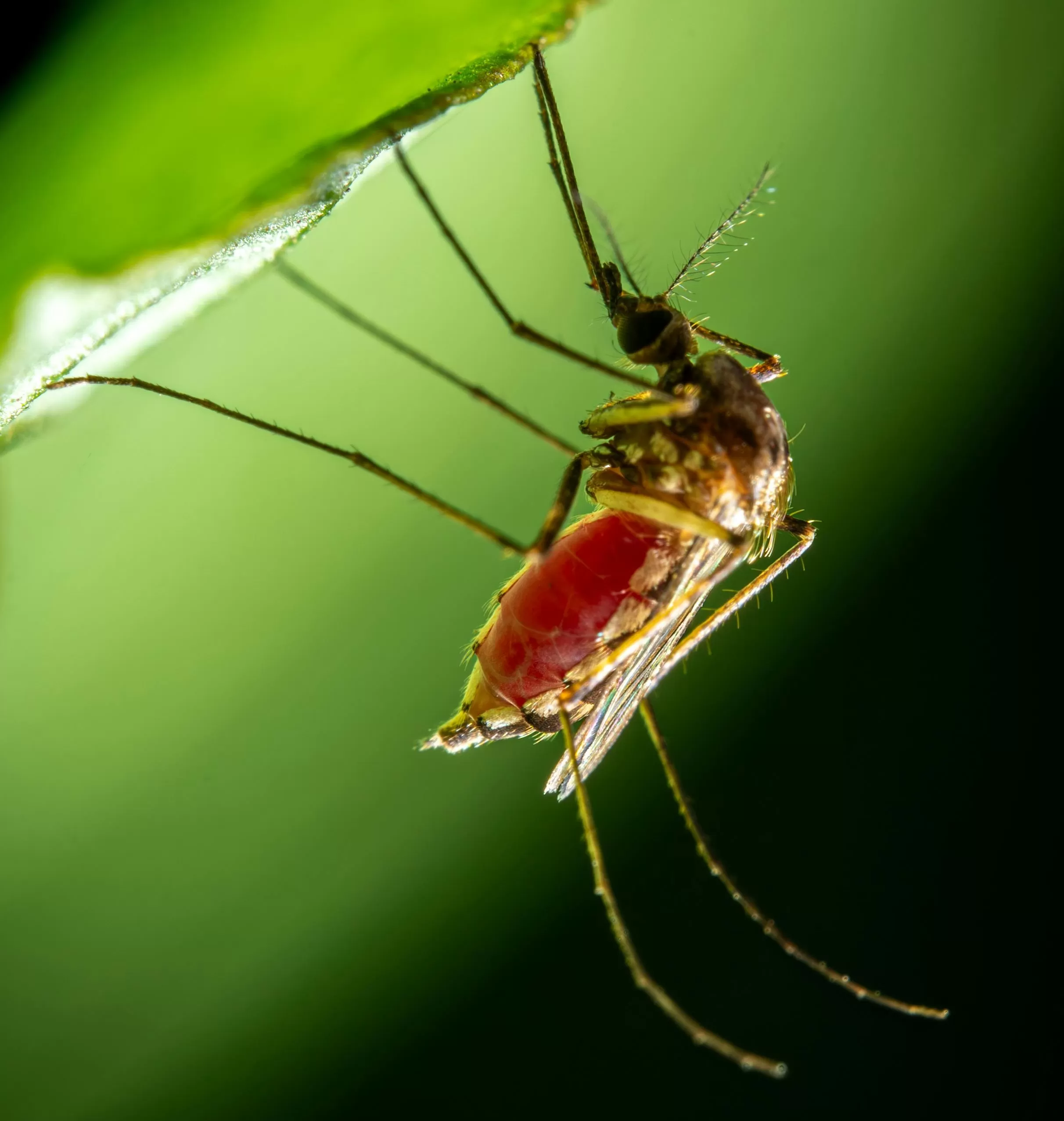 mosquito da dengue em planta; mortes por dengue em 2024 na região foram 36 até esta sexta-feira (29)