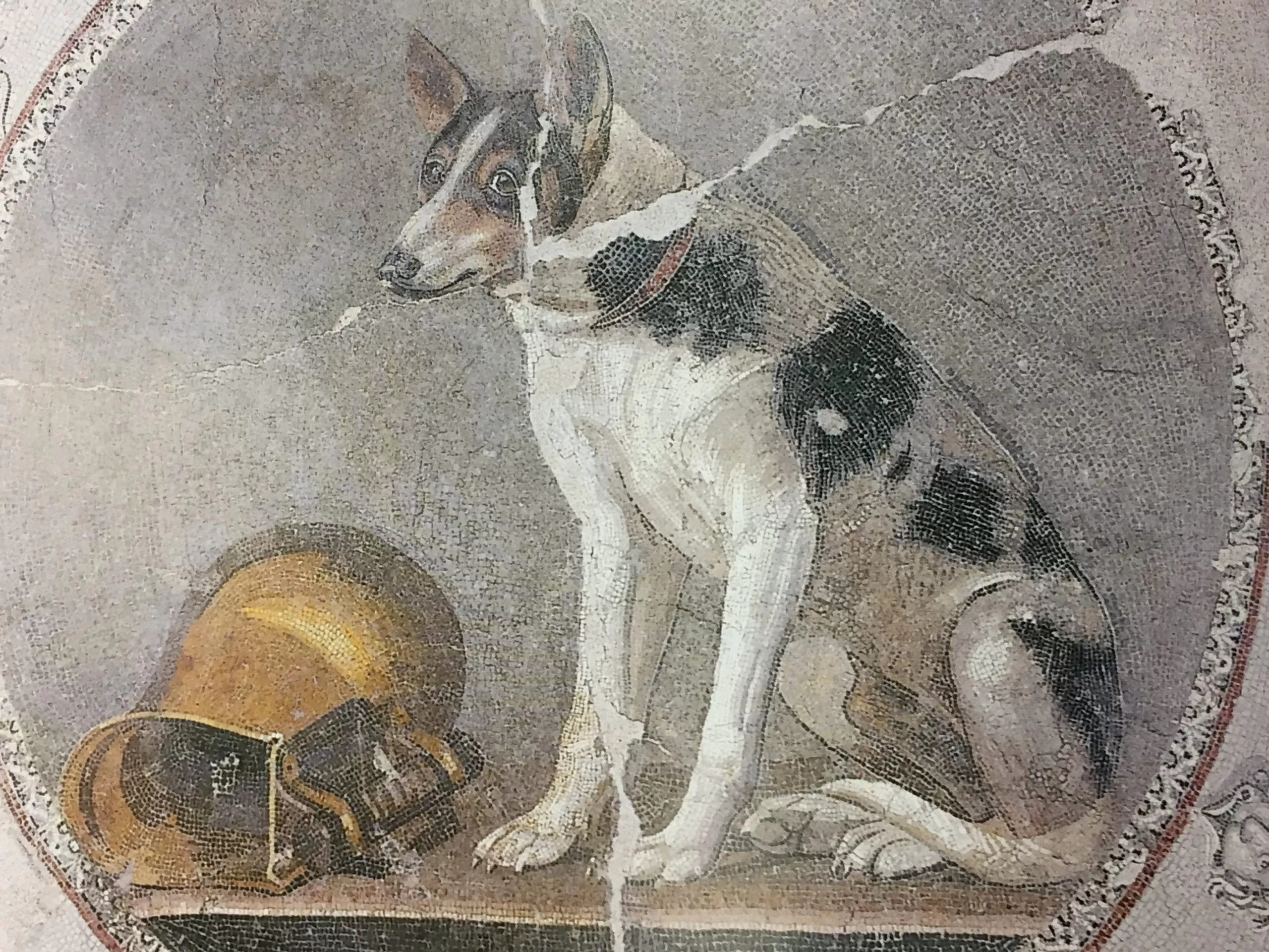 Mosaico de cachorro em Alexandria, Egito