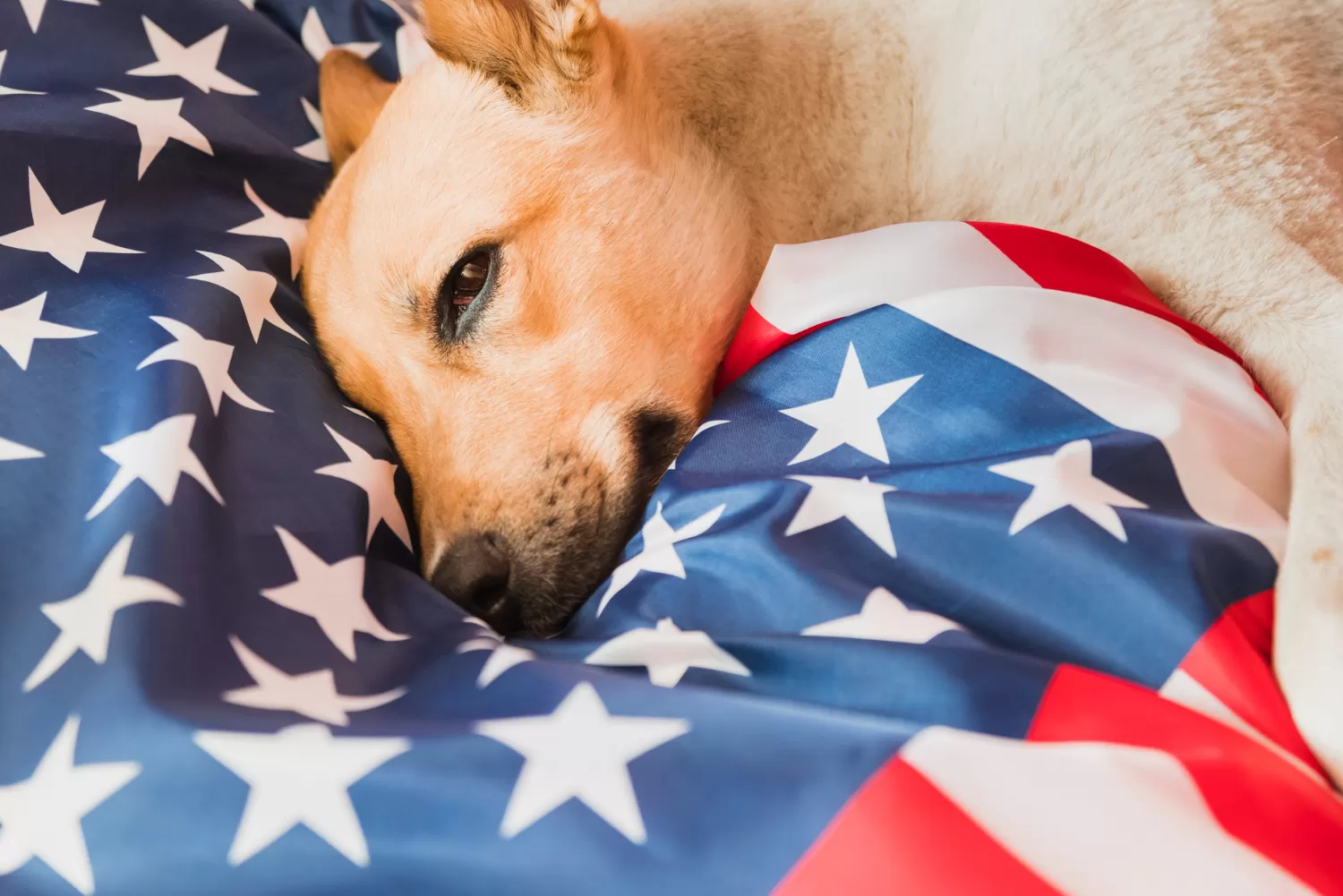 cachorro caramelo deitado com rosto sobre a bandeira dos estados unidos