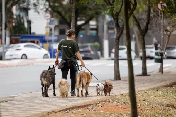 Lei permite que sejam vendidos somente cães e gatos castrados (Créditos: Alesp/ Divulgação)