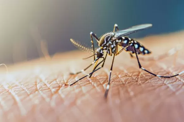Mosquito da dengue ilustra matéria sobre confirmação da quinta morte por dengue em Jacareí em 2025