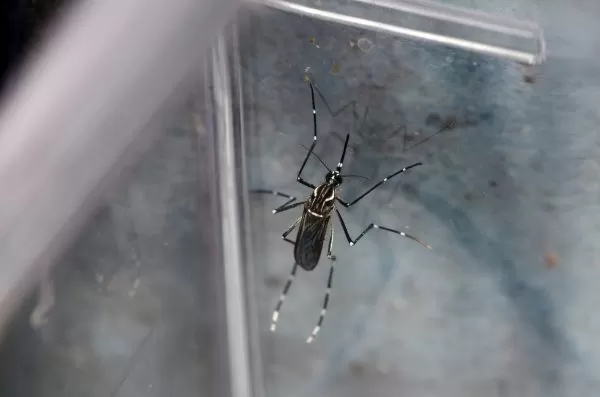 Caçapava registra primeira morte por dengue em 2025