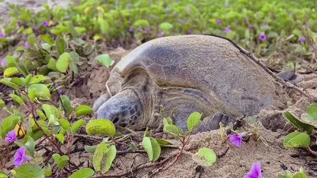 Tartaruga marcada há 24 anos em Ubatuba é encontrada desovando em Fernando de Noronha
