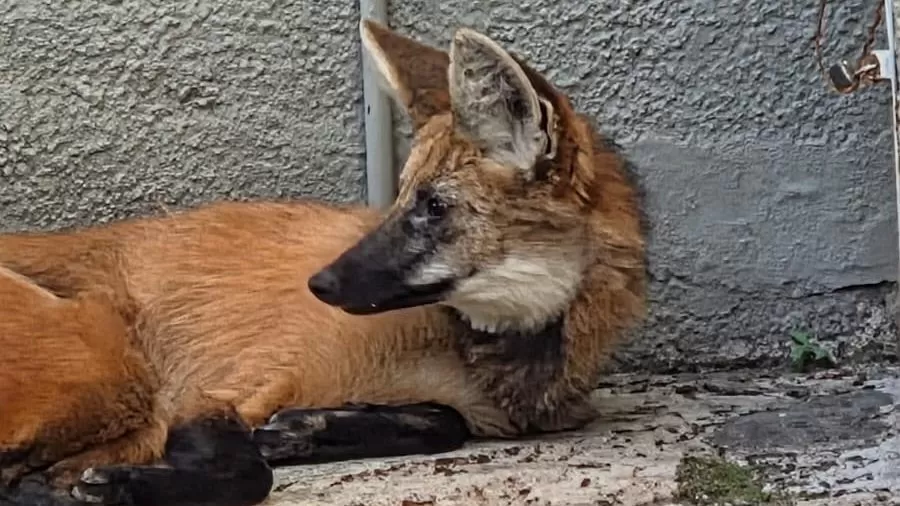 Lobo-guará é encontrado dentro do campus da UNISAL, em Lorena
